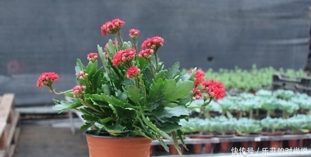 花期|逛花市记住“3买3不买”,春夏花期砰砰开花,家里是花海