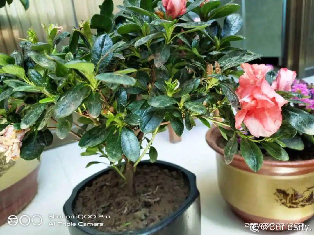 叶子|20种花,天凉了赶紧剪,来年开花有多又艳!