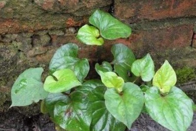 长得河边的它，人称“软耳朵”，有人说恶心，却不知它能“抗癌”