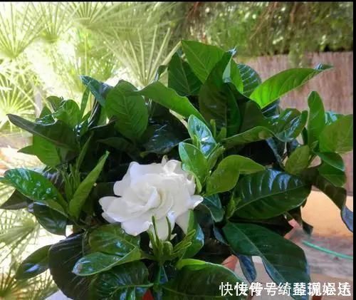 适合家里养的“3种花”，多浇一点水，长得快，叶绿花也多