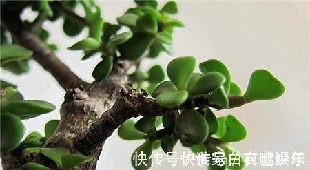 家养2种“树”,过几年就能增值,平日养护也简单!