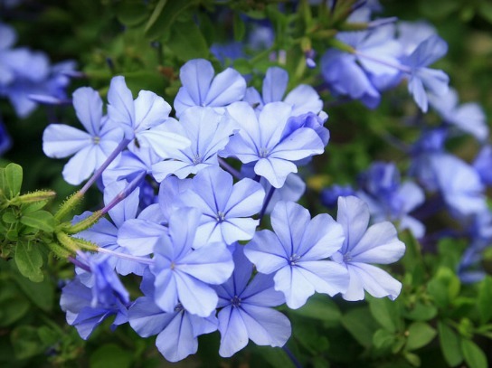 花期超长的植物，花开百日不谢，开成大花球，花开一茬接一茬
