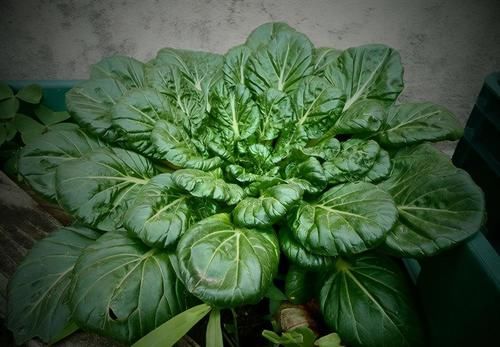 不想生病要會吃，多吃的食物，促進排毒，滋養肌膚，改善便秘