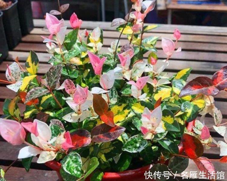 花期|秋天养花,首选4种花,花期长、颜值高,晒晒太阳开花一茬又一茬