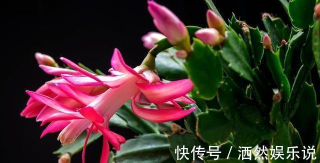 用这种“土”养蟹爪兰,不花钱,养分足,叶片肥厚,开花棒!