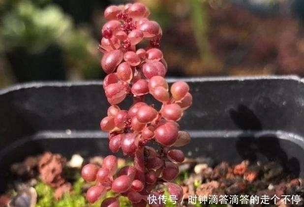 露镜|新手多肉党的福音:露镜,买回家这么养,叶子如水晶般剔透