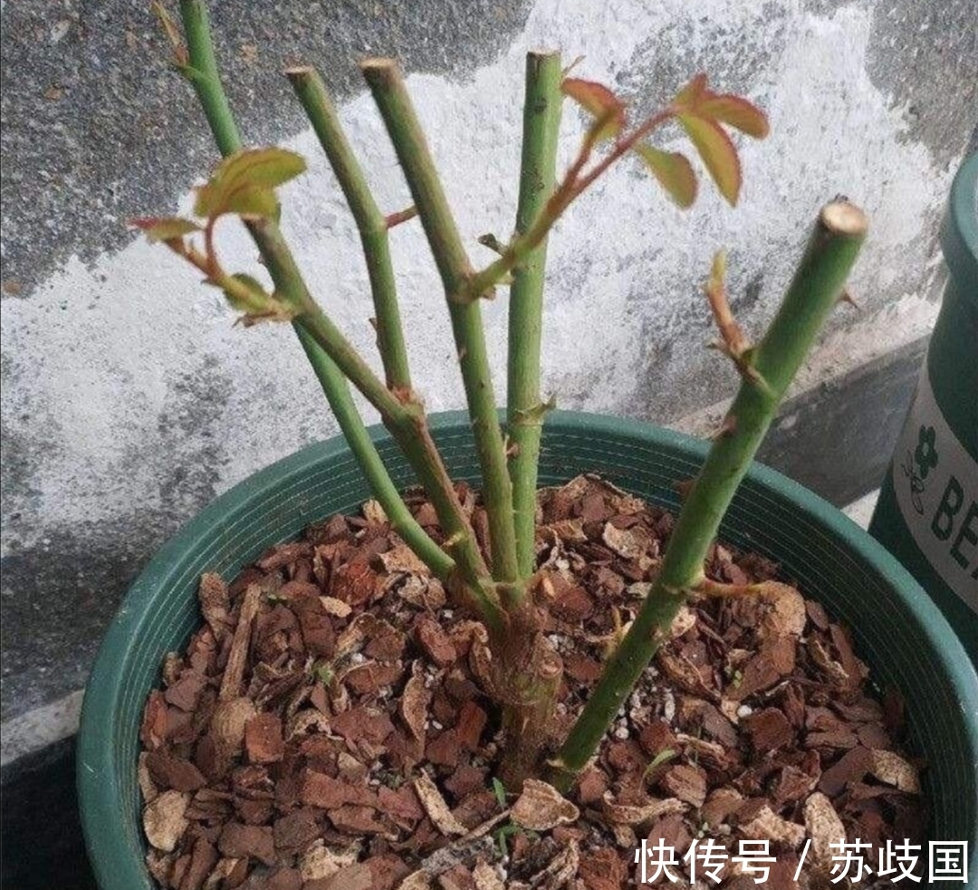 开春给月季做4件事,新芽长得粗壮,还能多开花