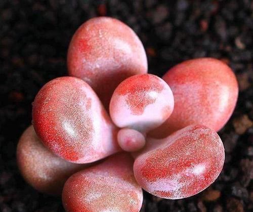 多肉养成干肉？做好3要素，立马美回来，胖嘟嘟，状态美