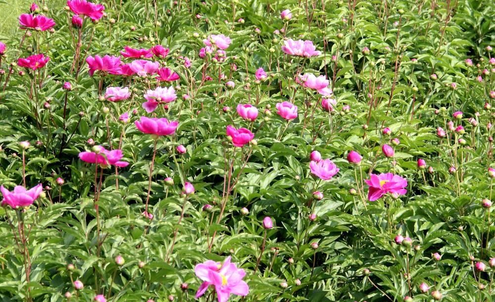 芍药|五月宜君风光美 看芍药花开浪漫