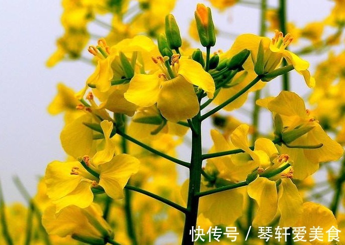 此花色泽艳丽,站在花丛中,一切烦恼忧愁顷刻消散,代表着正能量