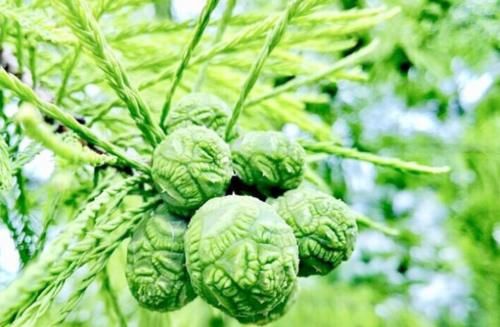 下身肥胖的女性，常吃“吸油果”，助你养血安神，吸油抗衰老！