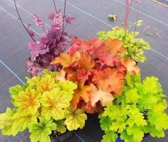 夏天|这3种花,冬天不怕冷,夏天不怕热,一年四季有花看!