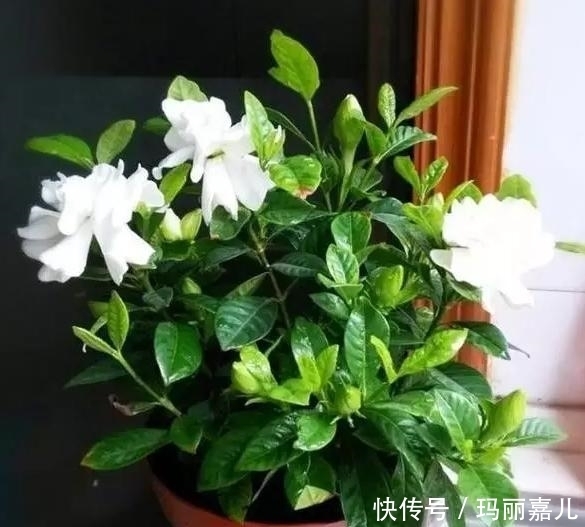 盆栽|最香的盆栽花卉,株型小巧美观,开花多,时间长,观赏效果极佳