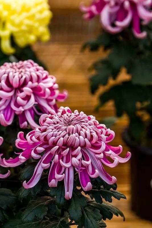 4种花身材不大,花量却怪“吓人”,深秋花开一大片,美翻了