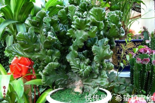 量天尺|霸气“镇宅花”,就选这6种,家里养一棵,子子孙孙,贵人辈出