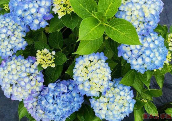 3种花太漂亮了，四季都开花，花型美丽，养护简单，很适合阳台种植