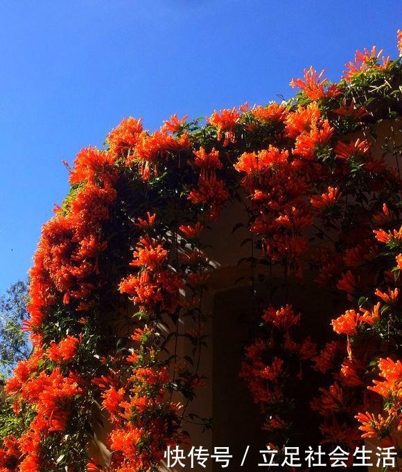院子里养棵“它”，3年爬满墙，冬天开花太漂亮，邻居纷纷跟着养！