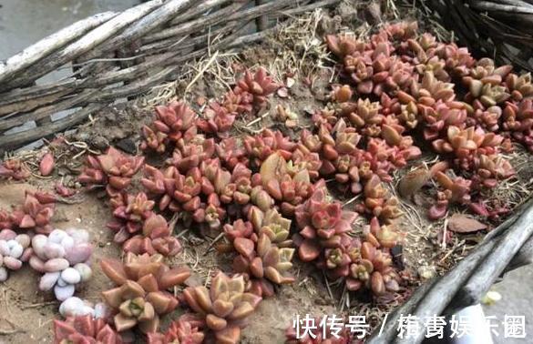 围栏|养多肉搭配什么样的花盆好?利用''碎花盆''造景,个个与众不同