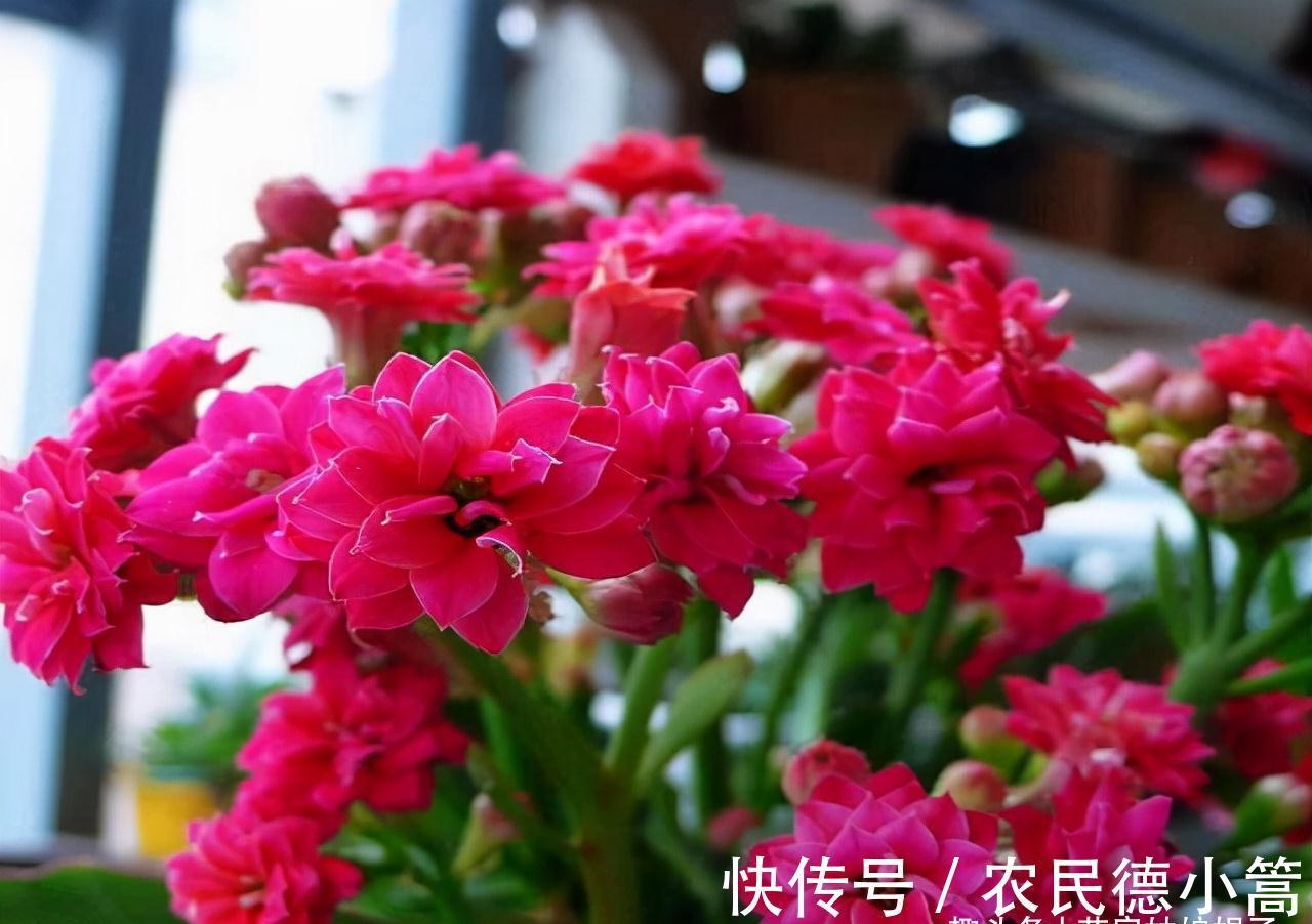 10月养护刚买的长寿花，5个方面不能急着做，不然开花会受到影响