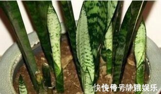 淘米水鸡蛋壳,不如“几粒它”,养花用1点,半年不施肥,长爆盆!