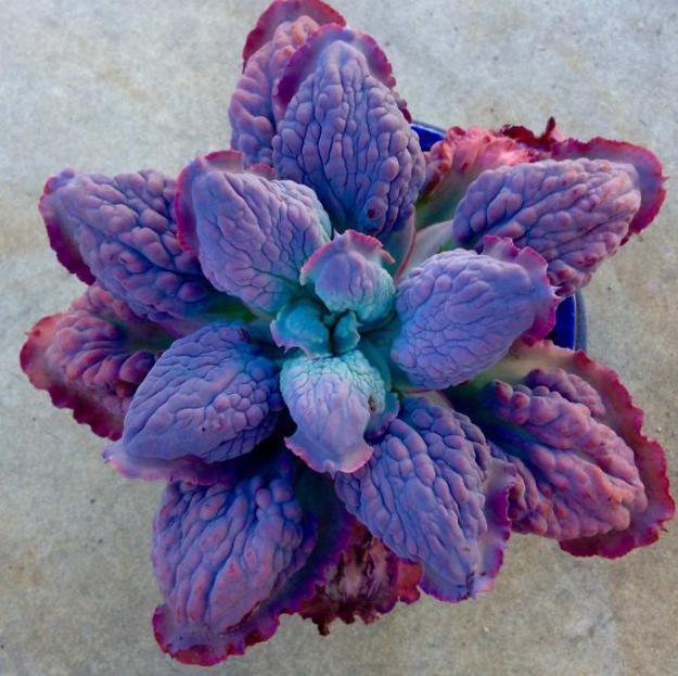 太空|来自“外太空”的多肉植物,估计你一个都不认识