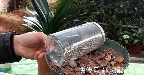 君子兰|大姐养了七年君子兰,只用3种营养肥,不花大钱也能爆盆开花!