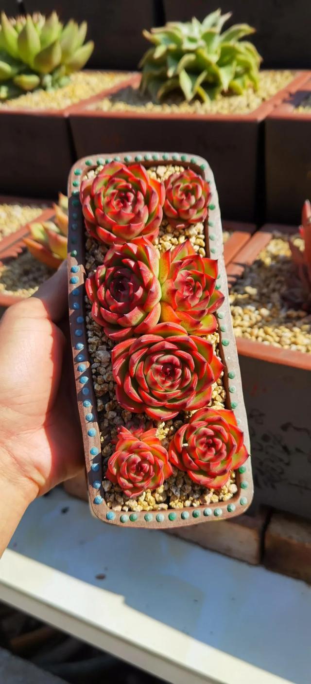 所爱隔山海,山海皆可平!多肉不只露养好看,灯光下的多肉也精彩