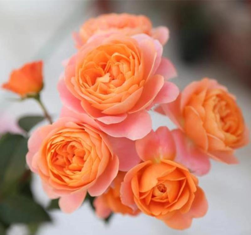 最具秋冬气质的园艺新宠,果汁阳台