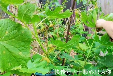 盆栽无花果打顶有2大好处,你还不知道,快来瞧瞧吧