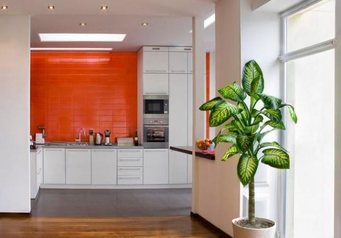 给花草进行卫生大扫除,就用3个方法,干干净净过大年