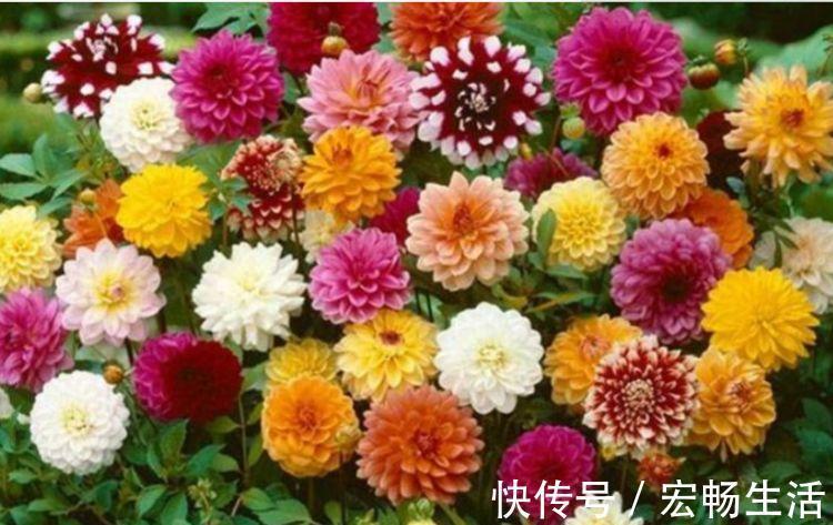 颜色|4种花,扔土里就能开花,花期长,颜色丰富,年年开花美翻