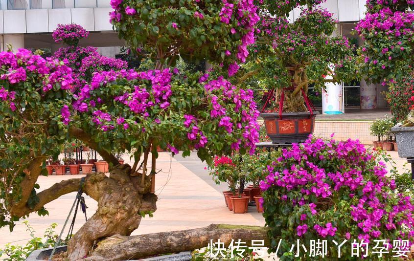 要想盆栽花卉长的旺,万能土不能少