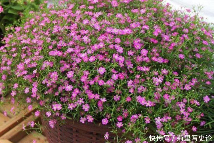 最适合新手养的4种花,沾土就能活,谁养谁喜欢