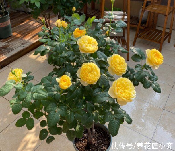 花苞|如果你养着月季，想要秋季连续开爆，按照三步走，最少开2次