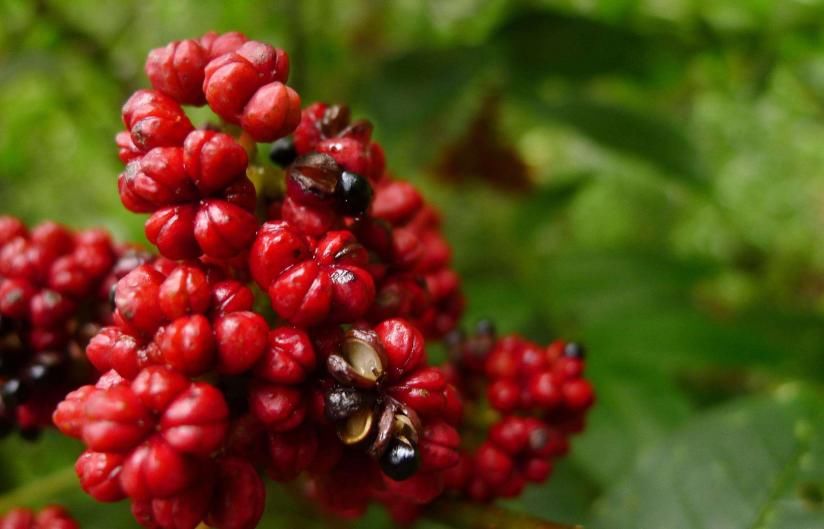 用吴茱萸打|流传千年妙方:一味吴茱萸,打粉敷脚心,搞定口腔溃疡咽炎扁桃体炎