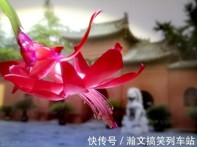 蟹爪兰别放3处养,花量打折扣,学会换位置,收获不一样