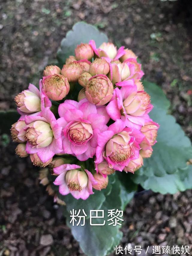 长寿花17个品种,个个都是爆花机器,谁见了都夸!