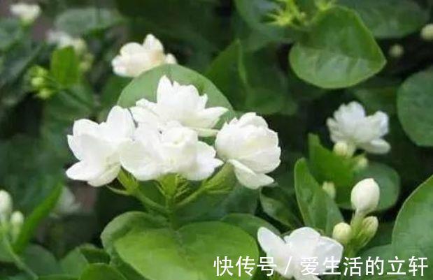 蟹爪兰花|家里阳台必养此款花卉，耐寒易打理，空气清新，比啥都强！