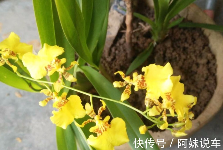 新手养兰花就养文心兰,寓意好、颜值高,盆栽要点仅有3个