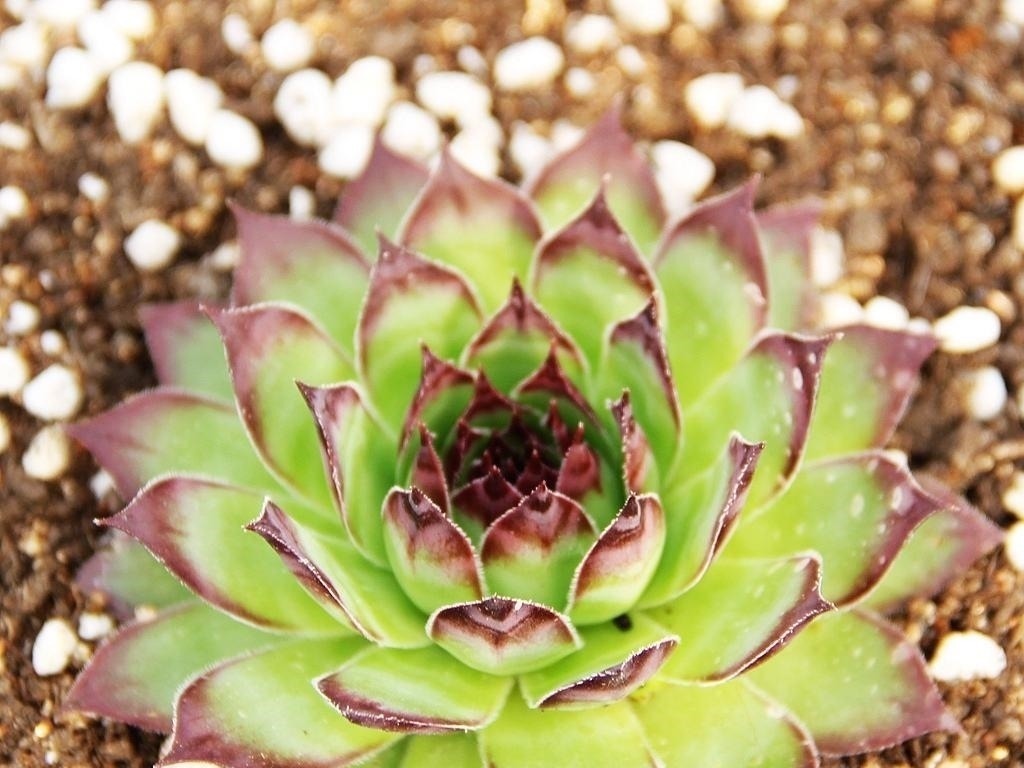 好看又好养关键还便宜，一不小心就爆盆的多肉，新手入坑必选