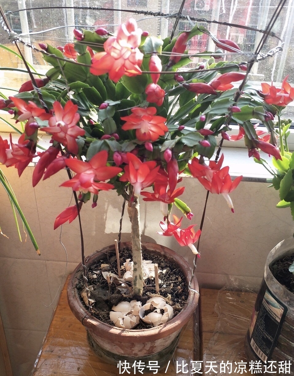 养花错误做法“鸡蛋壳”扣在花盆里，没有补肥效果、还招虫子