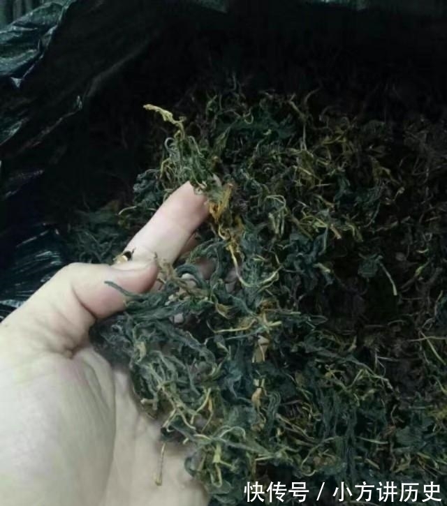 清热解毒|农村有种野菜，闻着臭吃着香，清热解毒还降火