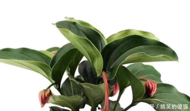 烂根|养花不会养往花盆里加两样东西,咋养都不怕,浇水随便浇