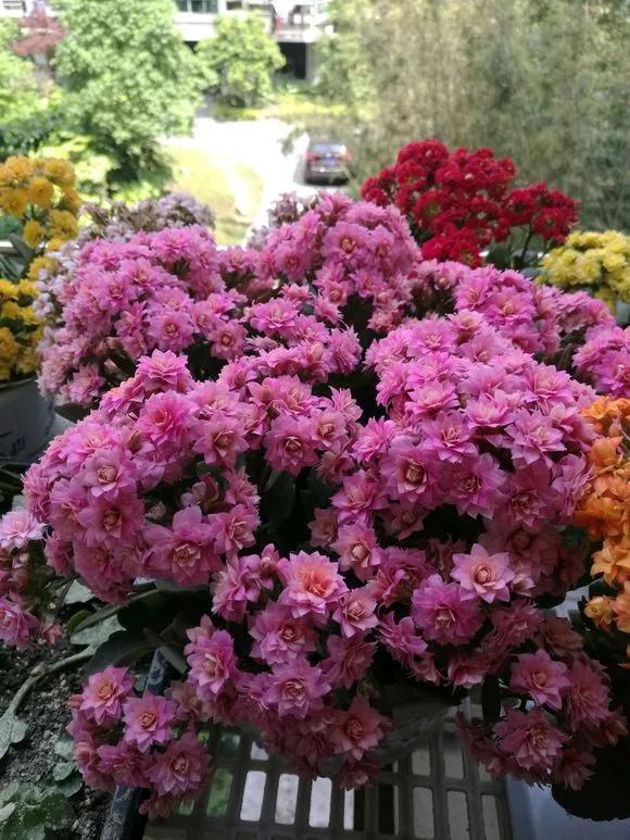 太阳花|5种花快扦插，生根超快，1周长出大白根，新手也能插得活