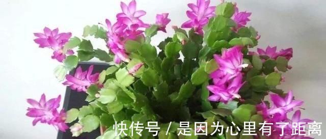 浇水|做好这几点，蟹爪兰到了夏天也不怕，轻松度过高温期