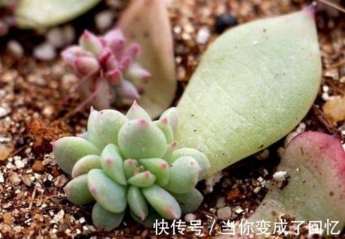 叶插多肉不出芽?掌握几个要点,出芽率高达90%以上!