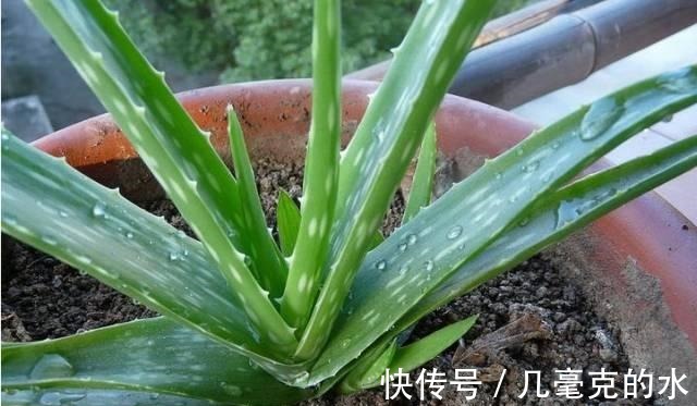 人养花,花亦养人!8种能“吃”的花,漂亮又美味,建议养一盆!