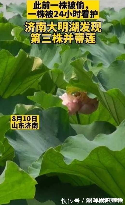 榻愰瞾鏅氭姤|“连体”莲蓬再现！已派6名保安24小时值守！大明湖发现第三株并蒂莲？