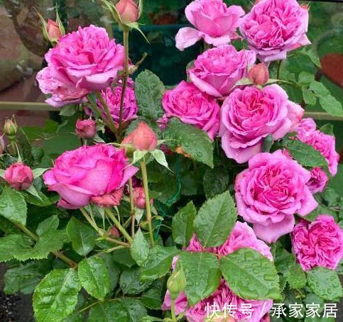 繁花似锦|农历7月5号起,最适合养这些花,四季繁花似锦,花量大又好养