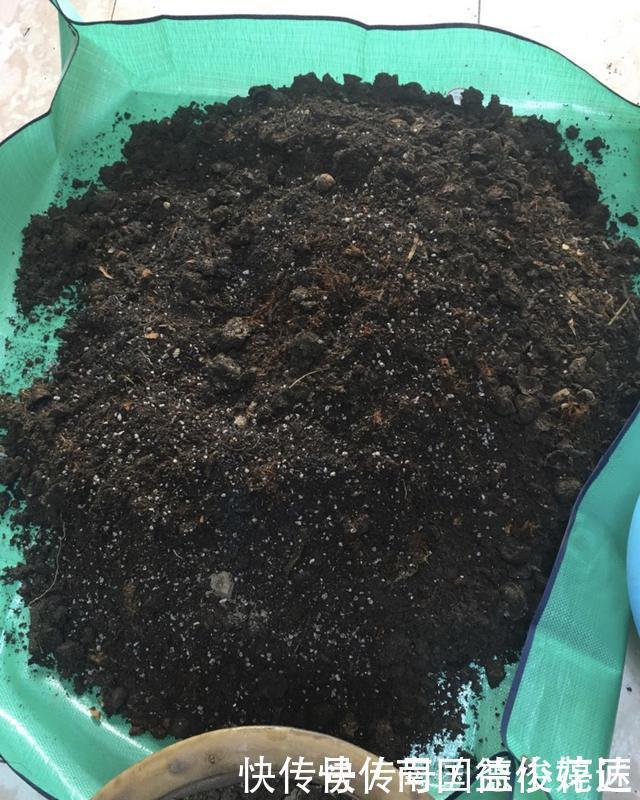 出门捡4种东西,养花垫盆底,营养土不用买,疏松透气、不烂根